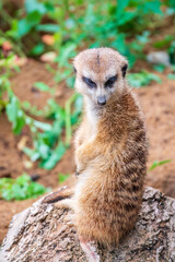 Meerkat, Suricata suricatta, on hind legs. Portrait of meerkat standing on hind legs with alert expression. Portrait of a funny meerkat sitting on its hind legs.