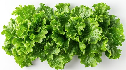 Fototapeta premium A close-up photograph of a head of lettuce, with water droplets on the leaves