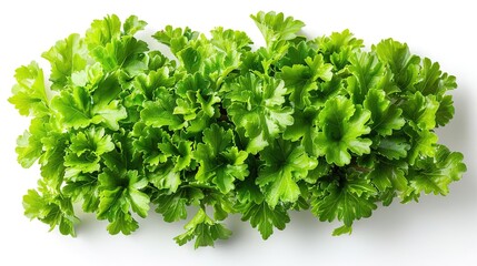 Fototapeta premium A close-up photograph of a bunch of fresh parsley leaves. The leaves are a vibrant green color and have a slightly serrated edge. The parsley is isolated on a white background.