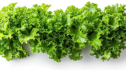 Fototapeta premium A close-up photograph of a head of lettuce