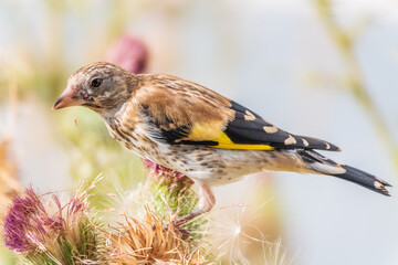 European goldfinch with juvenile plumage, feeding on the seeds of thistles. Carduelis carduelis.