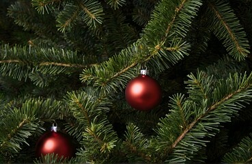 Christmas tree branches background