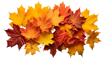 a pile of fallen maple leaves in the fall season. The leaves are in various shades of yellow, orange, and red.