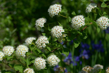 アメリカテマリシモツケ