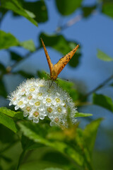 ツマグロヒョウモン