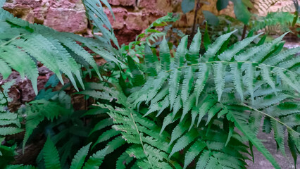 helecho verde sobre muro de ladrillo