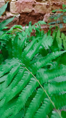 helecho verde sobre muro de ladrillo