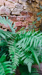 helecho verde sobre muro de ladrillo