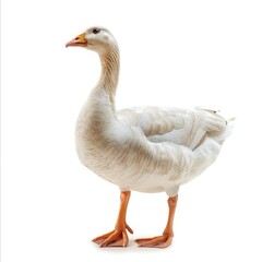 Domestic goose, standing and looking down isolated on white background  