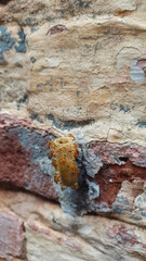 yatei bee hive on brick wall