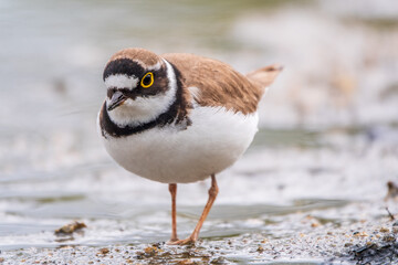 Little ringed plover (Charadrius dubius), bird standing on the lake shore