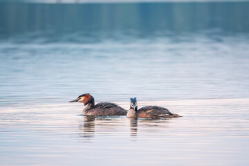 Two Great Crested Grebes swim in the lake