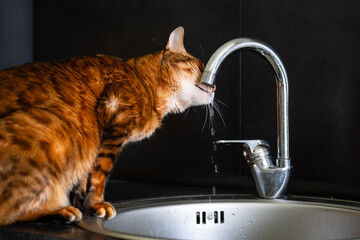 Cat drinking tap water from the kitchen sink.
