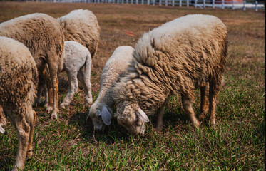 Sheep grazing in farm, animal husbandry and agriculture concept