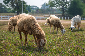 Obraz premium Group of sheep grazing grass in nature , animal husbandry concept