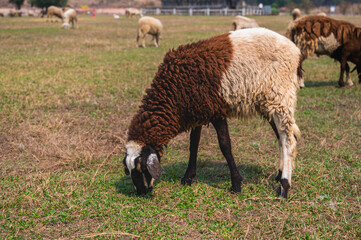Obraz premium Sheep grazing in farm, animal husbandry and agriculture concept