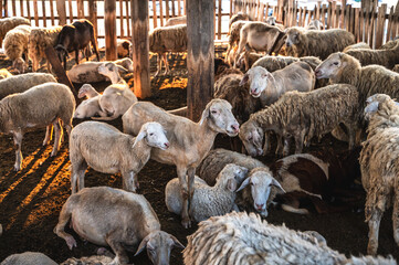 Group of sheep in rural sheep farming 