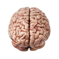 Naklejka premium A human brain on white background.
