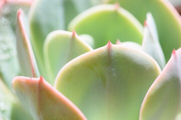 Close up green succulent plant