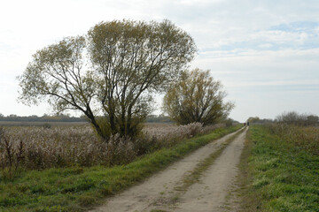 The road along the shore of the Curonian Lagoon. Kaliningrad region