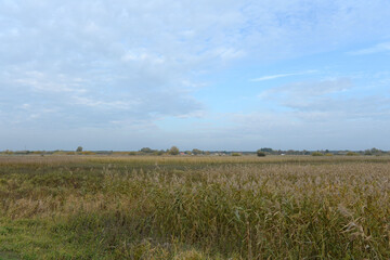 Obraz premium The coast of the Curonian Lagoon. Kaliningrad region