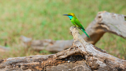Green bee-eater perch on the fallen tree trunk on the ground.