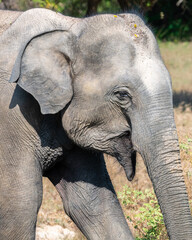 Young Sri Lankan elephant close-up portrait side shot.