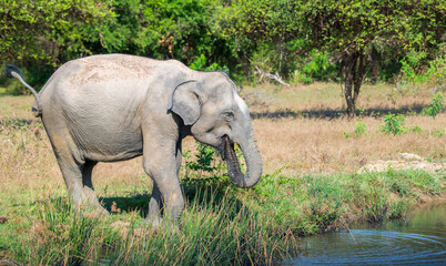 Sri Lankan elephant quenching its thirst,  Dring water from a fresh waterbody at Yala National Park.