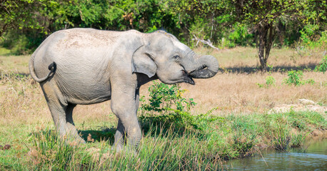 Sri Lankan elephant quenching its thirst,  Dring water from a fresh waterbody at Yala National Park.