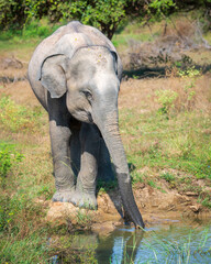 Sri Lankan Elephant drinking water from a waterbody at Yala National Park,