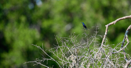 Purple Sunbird (Cinnyris asiaticus) at Yala National Park.