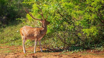 Sri Lankan axis deer at Yala National Park.