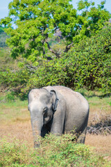 Young Sri Lankan elephant isolates at Yala national park.