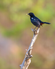 Indian Robin (Saxicoloides fulicatus) bird perch at Yala National Park.