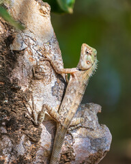 Changeable lizard on a tree at Yala National Park.