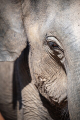 Close-up of an elephant, a Young Sri Lankan elephant.
