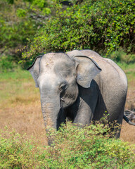 Young Sri Lankan elephant isolates at Yala National Park.