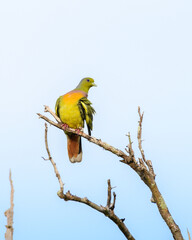 Orange-breasted Green Pigeon (Treron bicinctus) perch against clear blue sky background.