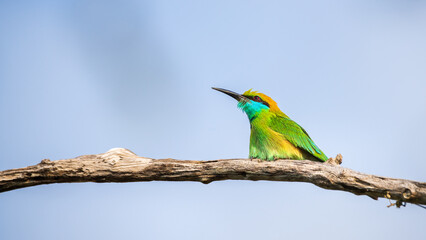 Green Bee-eater (Merops orientalis) perch, isolated against clear sky, low angle shot at Yala National Park, Sri Lanka.