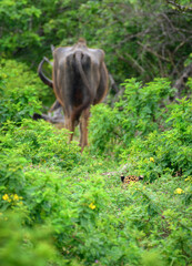 A hungry leopard hiding in the bush and stalking a wild buffalo slowly creeps toward the prey at Yala National Park.