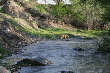 Mountain stream. There is such a beautiful landscape in Yettikechuv region of Zomin district. This is a very comfortable place to relax. Silence, gushing water, beautiful scenery of nature - everythin