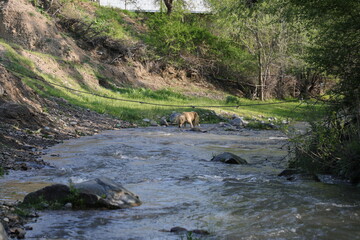 Mountain stream. There is such a beautiful landscape in Yettikechuv region of Zomin district. This is a very comfortable place to relax. Silence, gushing water, beautiful scenery of nature - everythin