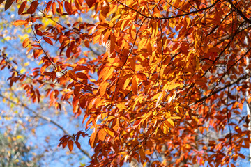 Decorative clone with red leaves in autumn, Maple autumn leaves on tree branches
