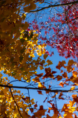 Decorative clone with red leaves in autumn, Maple autumn leaves on tree branches