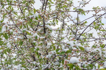A blooming cherry tree covered with snow.
