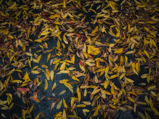 Autumn leaves