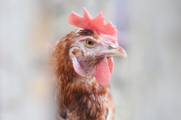 portrait of a bright red village chicken