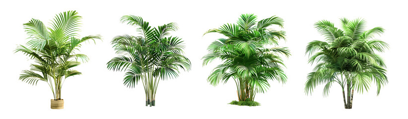 Palm tree isolated on white background