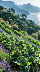 Obraz premium Lush Vegetable Garden on the Scenic French Riviera with Terraced Slopes and Sweeping Mediterranean