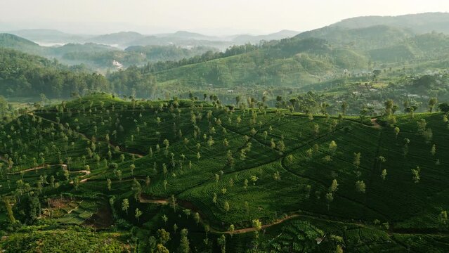 Morning bathes Ceylon mountain tea plantations with green terraces. Drone undulating patterns in rich fields. Workers tend crops, start day in tranquil highlands. Sri Lanka agriculture from above.